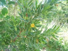 Image result for Suriana maritima