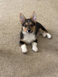These puppies located in richmond come from many different zip codes, including, 23235, 23234, 23223. Corgi For Sale In Virginia 381 Petzlover