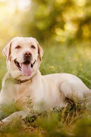 Active Smile And Happy Purebred Labrador Retriever Dog Outdoors In Grass Park On Sunny Sum Golden Retriever Labrador Labrador Retriever Labrador Retriever Dog
