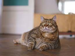 How To Care For Fat Cats