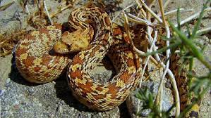 The largest of the sonoran gopher x corn snake hybrids… both shed this week. Gopher Snake Grand Canyon National Park U S National Park Service