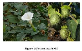 Image result for Datura inoxia