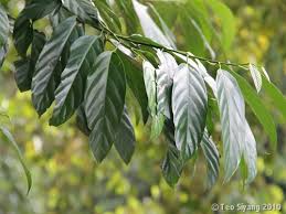 Image result for Strombosia