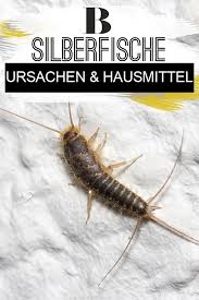 Silberfische Ursachen Und Hilfreiche Hausmittel Silberfische Hausmittel Silberfische Bekampfen