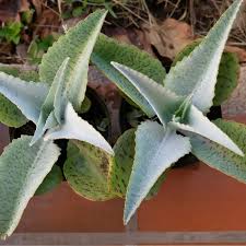 Image result for Kalanchoe gastonis-bonnieri