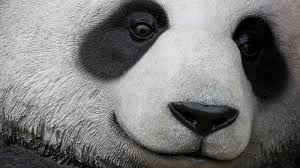 Image result for panda