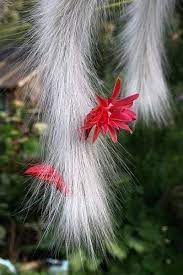 Monkeytail Cactus Unusual Flowers Unusual Plants Cactus Flower
