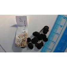 Image result for Dipcadi rigidifolium