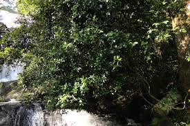 Image result for Trichocladus ellipticus