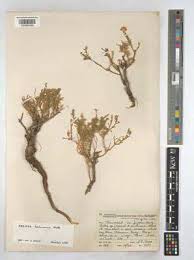 Image result for Felicia anthemidodes