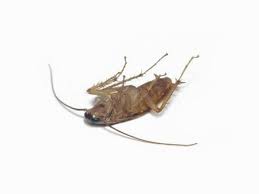 Surprenants Insectes A La Fois Vermines Et Indispensables