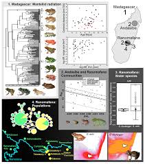 Genes Free Full Text Patterns Mechanisms And Genetics