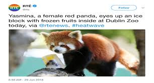 The best panda memes found across the internet and on social media. I Can Has Cheezburger Red Panda Funny Animals Online Cheezburger