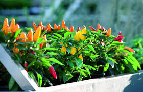 The term sweet pepper refers to a range of pepper varieties with mild heat and fruity or sweet flavor, including bell peppers, banana peppers, and pimentos. Pepper Pretty N Sweet F1 All America Selections