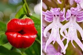 The guy cannot see your expressions or hear your tone. Hooker S Lips And Naked Man Orchid Among List Of World S Rudest Flowers Derbyshire Live