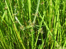 Image result for Cyperus luteus