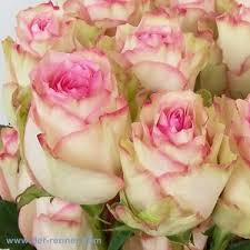We are one of the main producers and exporters of the ecuador flower industry. Rosen Aus Ecuador Rose Esperance 20 Stuck Blumen Blumen Rosen Rosensorten