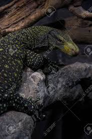 May 26, 2021 · black dragon monitor (#77887) description. Black And Yellow Monitor Lizard Komodo Dragon Stock Photo Picture And Royalty Free Image Image 56585435