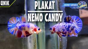 Cupang is a barangay in the muntinlupa, philippines. Unik Banget Keindahan Ikan Cupang Plakat Nemo Candy Mewah Youtube
