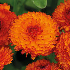 Calendula Neon Easy To Grow Flowers Flower Seeds Calendula Flower