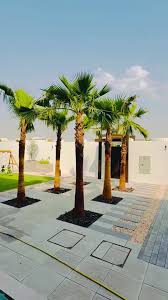 Image result for Washingtonia