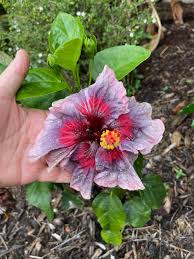 Image result for Hibiscus calyphyllus