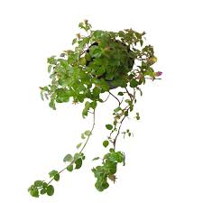 Image result for Dissotis