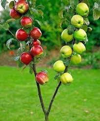 71 likes · 1 talking about this · 4 were here. Grafted Johnson Keeper Apples Variety Available In Kenya
