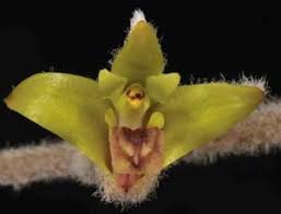 Image result for Diaphananthe vesicata