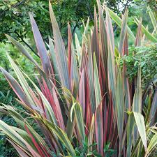 Image result for Phormium