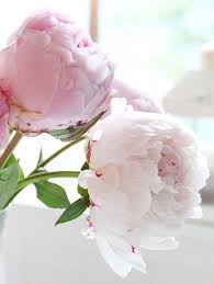 With its beautiful network of leaves, the garden peony becomes a perfect backdrop by offsetting smaller spring flowers. Account Suspended Pretty Flowers Flowers Beautiful Flowers