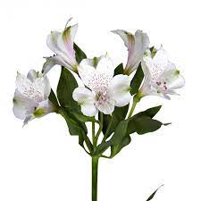 Alstroemeria can be grown in containers, and the dwarf varieties such as alstroemeria inticancha 'dark purple' are ideal. White Alstroemeria