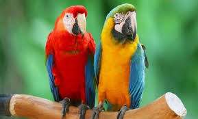Birds That Start With I 15 Amazing Animals That Start With Letter M Pet Birds Pet Bird Parrot