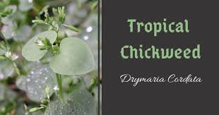 Image result for Drymaria