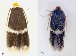 Bill completed his education at purdue university and received his license from the state of alabama. Stigmella Multispicata Rociene Stonis An Asian Leafminer On Siberian Elm Now Widespread In Eastern North America Lepidoptera Nepticulidae