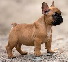 The typical reason for a dog to drool is to aid in eating and digestion, however, drooling more than usual heat stroke is a serious concern for french bulldogs, especially when in hotter climates. French Bulldog Dog Breed