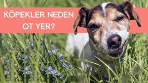 kopekler neden ot yer youtube