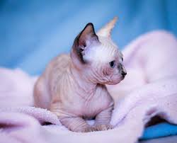 C $35.79 to c $37.55. Legendary Sphynx Albortsainoz Twitter