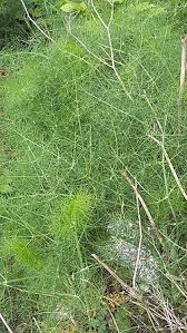 Image result for Pimpinella buchananii