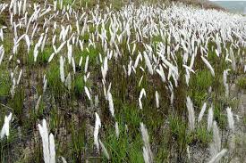 Image result for Andropogon eucomus