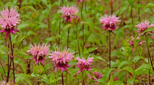 Dedicated to educating the public about the vast diversity of native bees. Incorporating Natives In The Suburban Landscape Colorado Builder Magazine