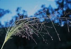 Image result for Panicum novemnerve