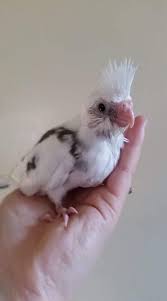 Bird With Red Cheeks Pin On Birds