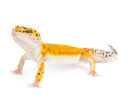 Tangerine Leopard Gecko For Sale Reptiles For Sale