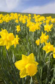 The Surprising Meanings Behind Your Favorite Flowers Daffodil Photography Daffodil Gardening Daffodil Flower