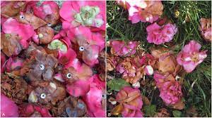 According to legend, the tea was discovered when an early chinese emperor ordered all the water in. Petal Blight Of Camellia