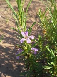 Image result for Dyschoriste albiflora