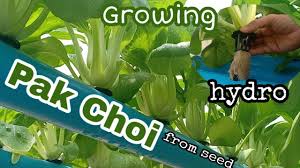 Sawi putih ini termaduk dalam jenis sayur yang penanamannya memerlukan proses penyemaian. Pak Choi Vegetable Growing Pak Choi Hydroponics