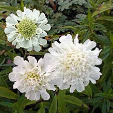 Image result for Scabiosa columbaria