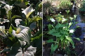 Image result for Zantedeschia aethiopica